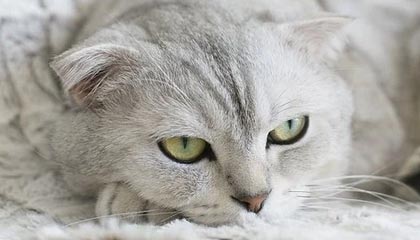 fb体育APP-韩国K联赛本轮焦点战：全北迎战蔚山，韩国k联赛冠军