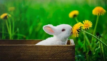 fb体育官网首页-三国混合接力强强对话 节奏决定胜负，有组合技能的三国回合游戏