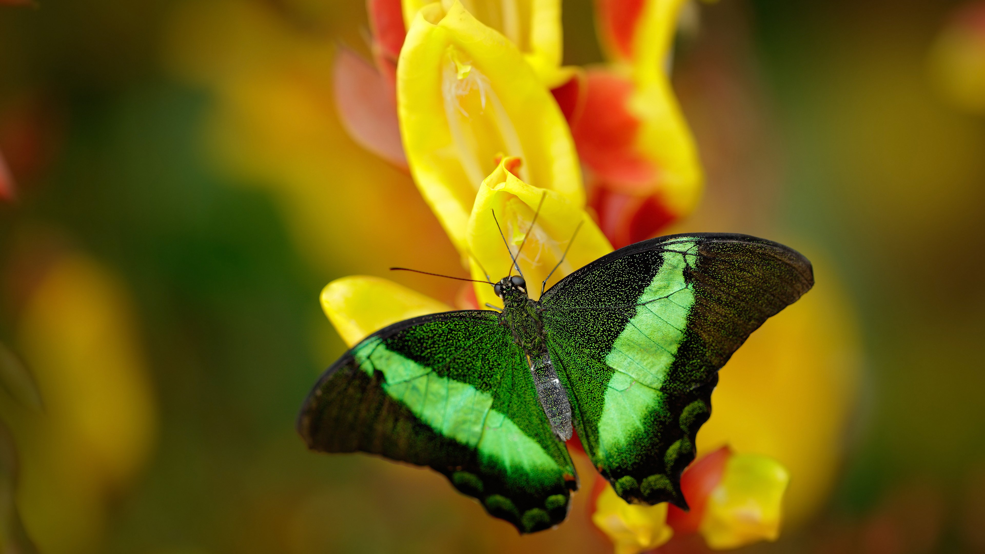 fb体育网站-主场强队对战，比赛激烈程度超预期，主场和主队有什么区别