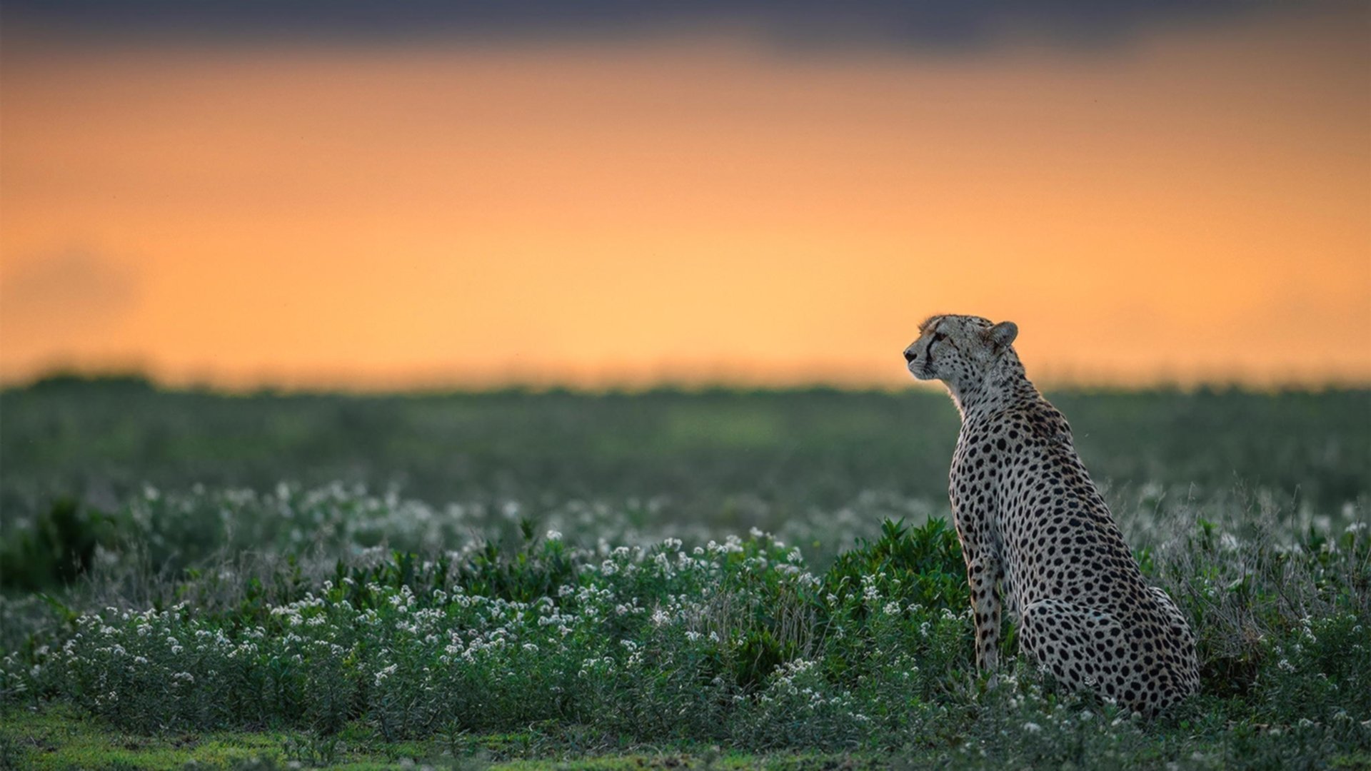 fb体育平台官网-墨西哥马术协会授予卡洛斯·汉克“年度最佳盛装舞步骑手”称号。