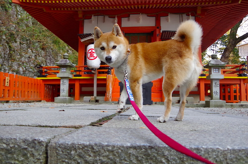 意甲联赛中一名球员在比赛中创造了纪录,意甲球员名单