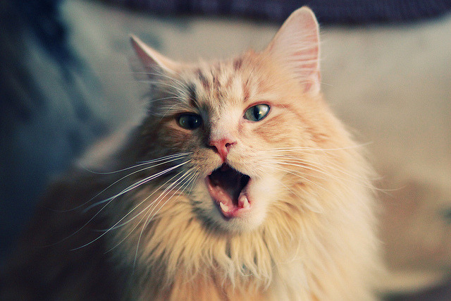 fb体育电竞-梦幻的夜晚：一场决赛带来激动人心的时刻，梦幻夜晚背景图