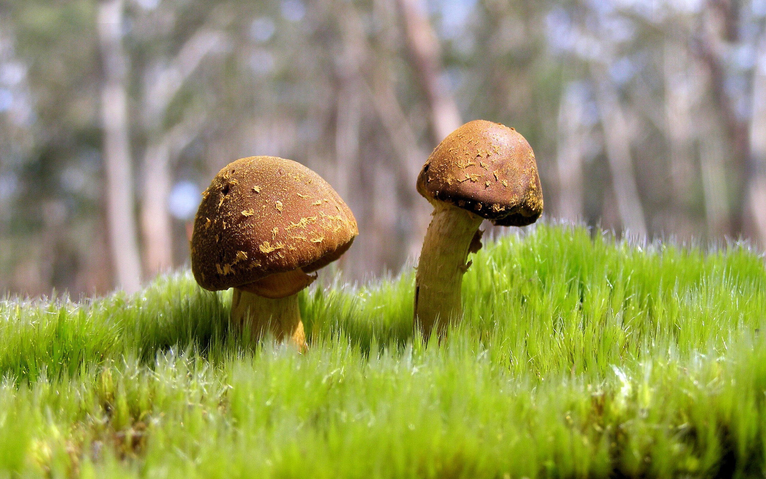 fb体育电竞-门将神扑助球队击败对手，英雄登场，门将神扑助球队击败对手,英雄登场怎么办