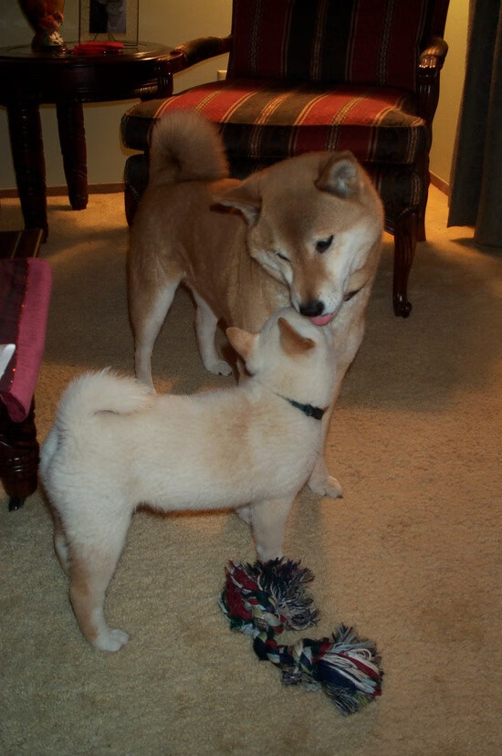 fb体育电脑版-CBA主场改革效果显著 球迷参与感增强，cba主场怎么安排的