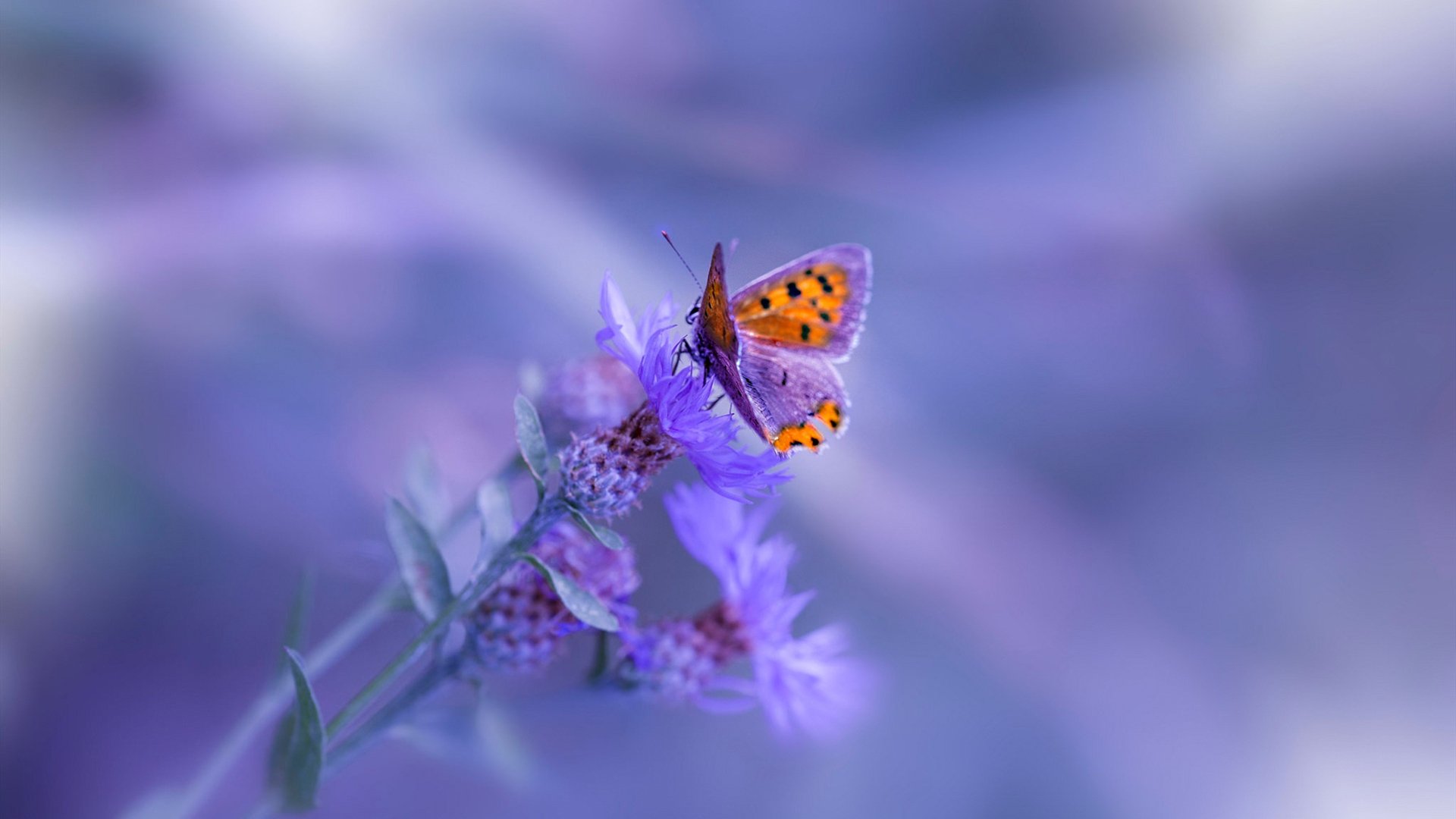 fb体育投注-中国男篮客战韩国赢得关键胜利，中国男篮险胜韩国