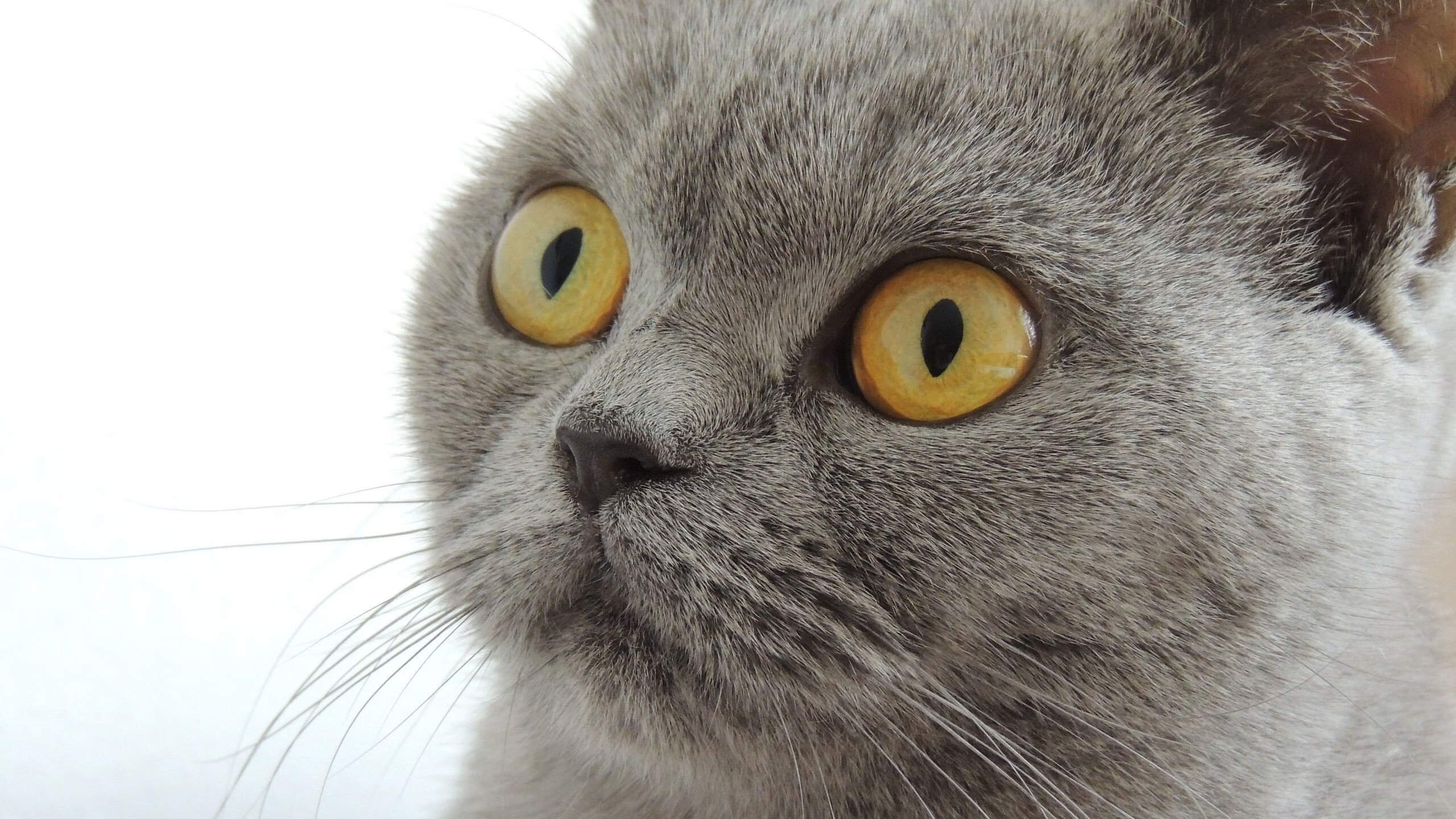 fb体育娱乐-体育明星公益活动影响力扩大，体育明星公关案例