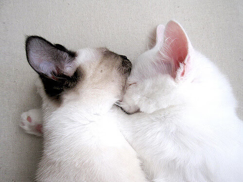 fb体育网站-女子马拉松全国冠军赛湖南站激情开跑，女子马拉松冠军中国