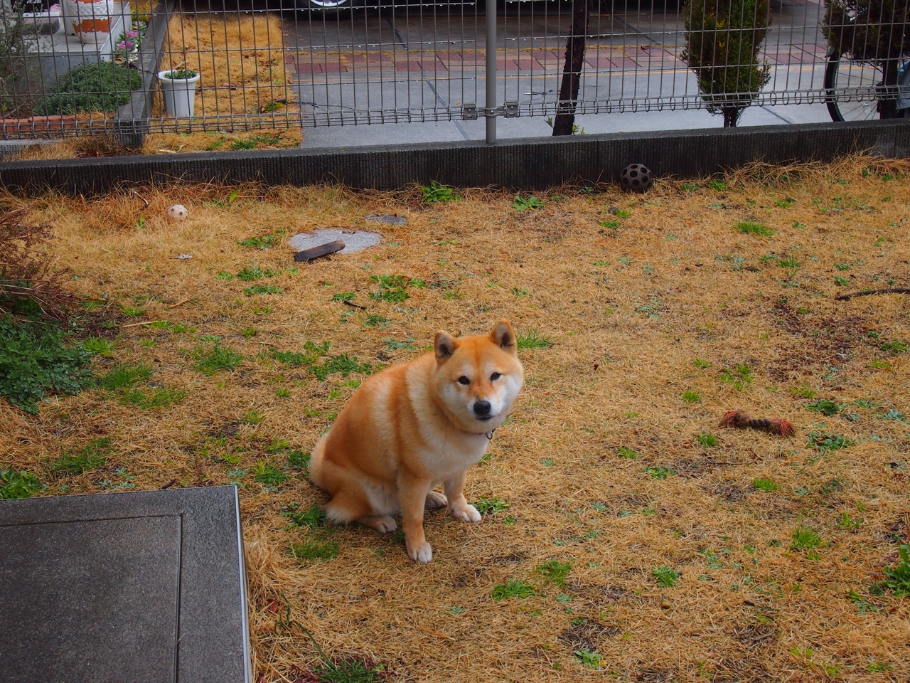 fb体育登录入口-沃尔纳多巴哥女篮在中美洲锦标赛中表现优异