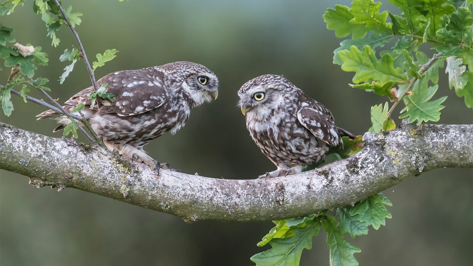 青少年足球智慧训练系统在全球范围内推广,提高训练效率,青少年足球训练课程